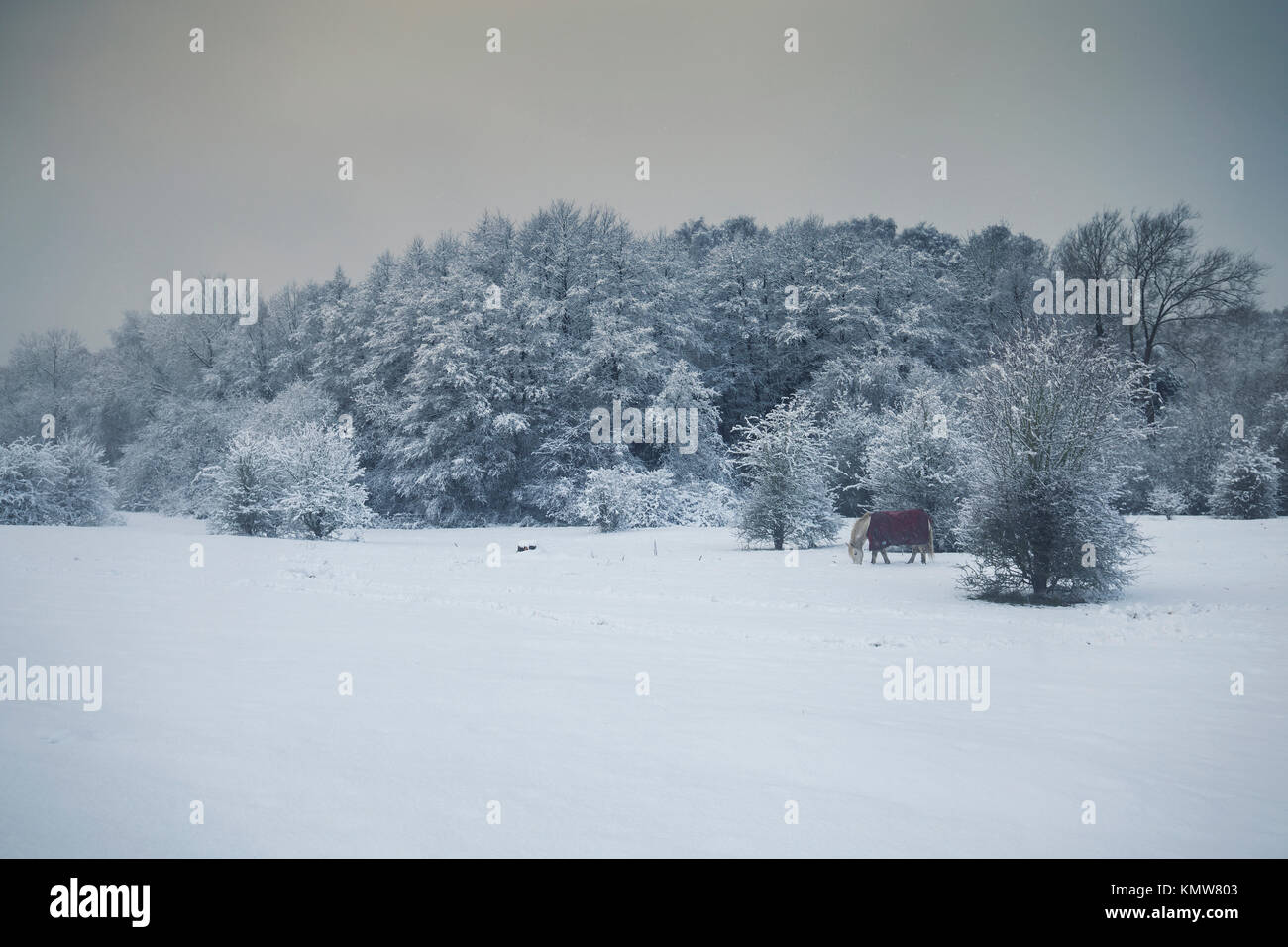 Britische Landschaft im Schnee mit Grasenden Pferd Stockfoto
