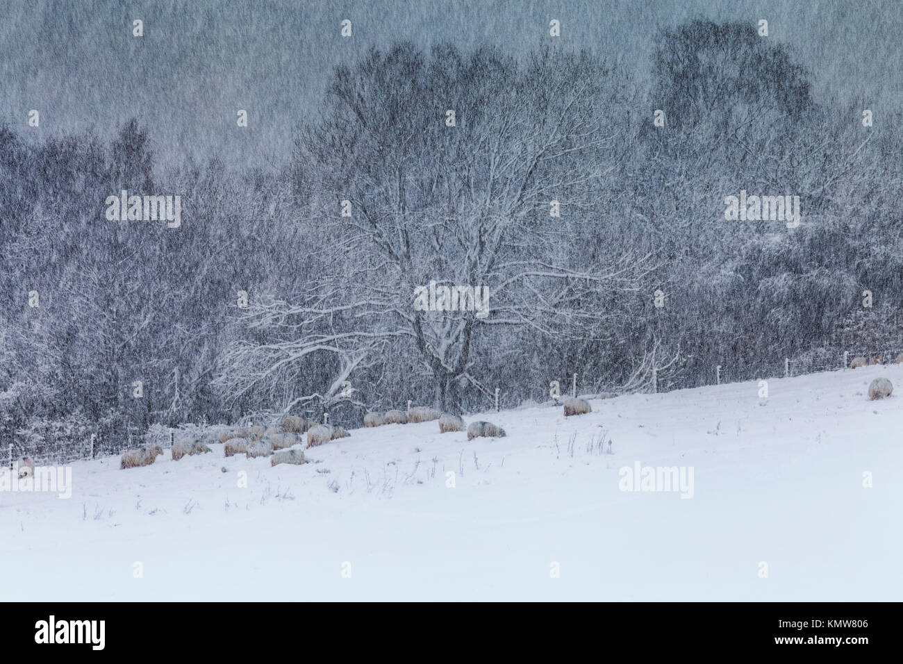 Starker Schneefall über die malerische Landschaft mit grasenden Schafen und schneebedeckte Bäume im Hintergrund Stockfoto