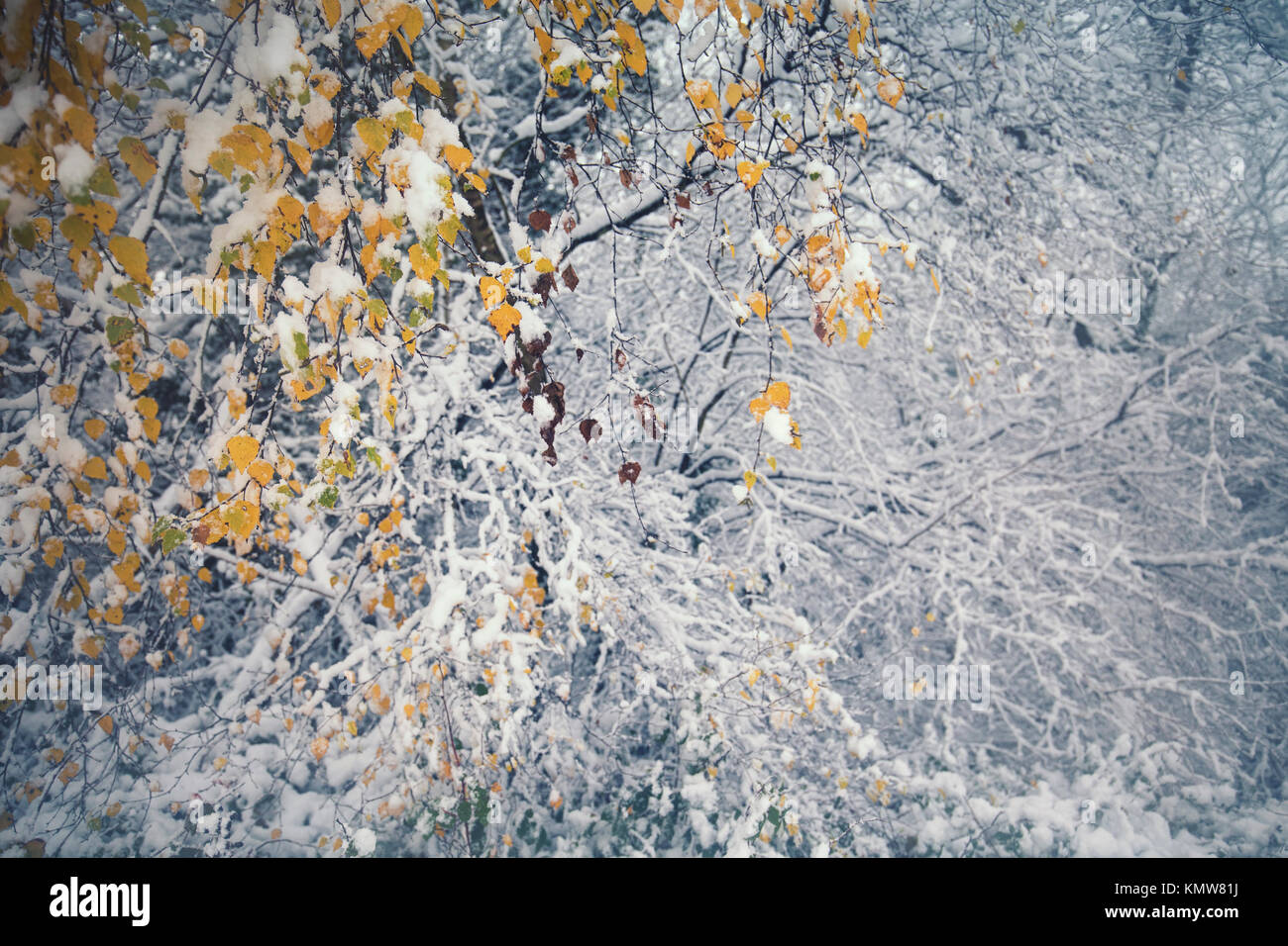 Gelb birke Blätter gegen Äste in schweren Schnee Hintergrund Stockfoto