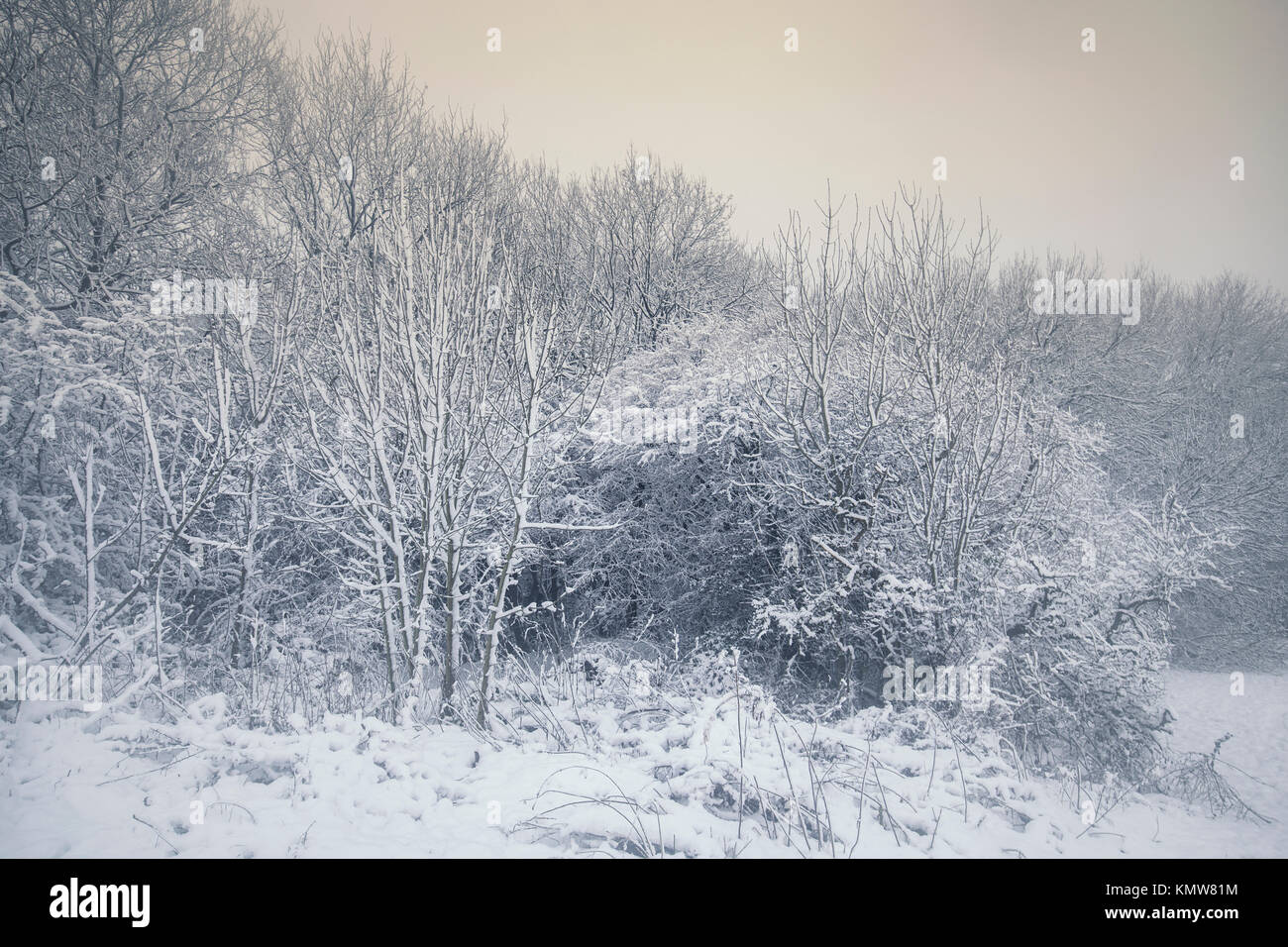 Malerische winterlichen Hintergrund mit schneebedeckten Ästen Stockfoto