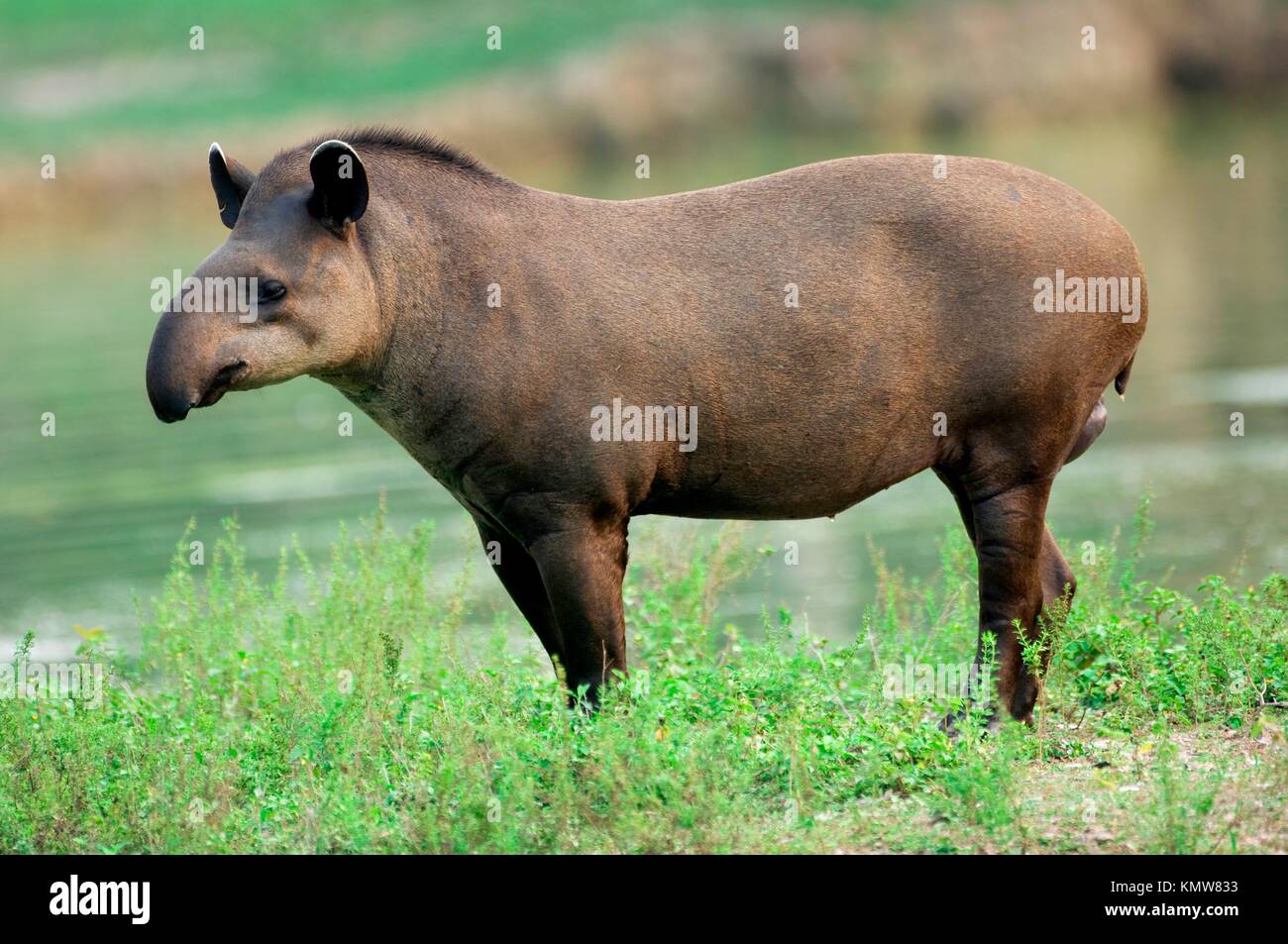 Brazilian Tapir oder Lowland Tapir, Tapirus terrestris, Tapiridae Familie, Perissodactyla um, Pantanal, Mato Grosso, Brasilien Stockfoto