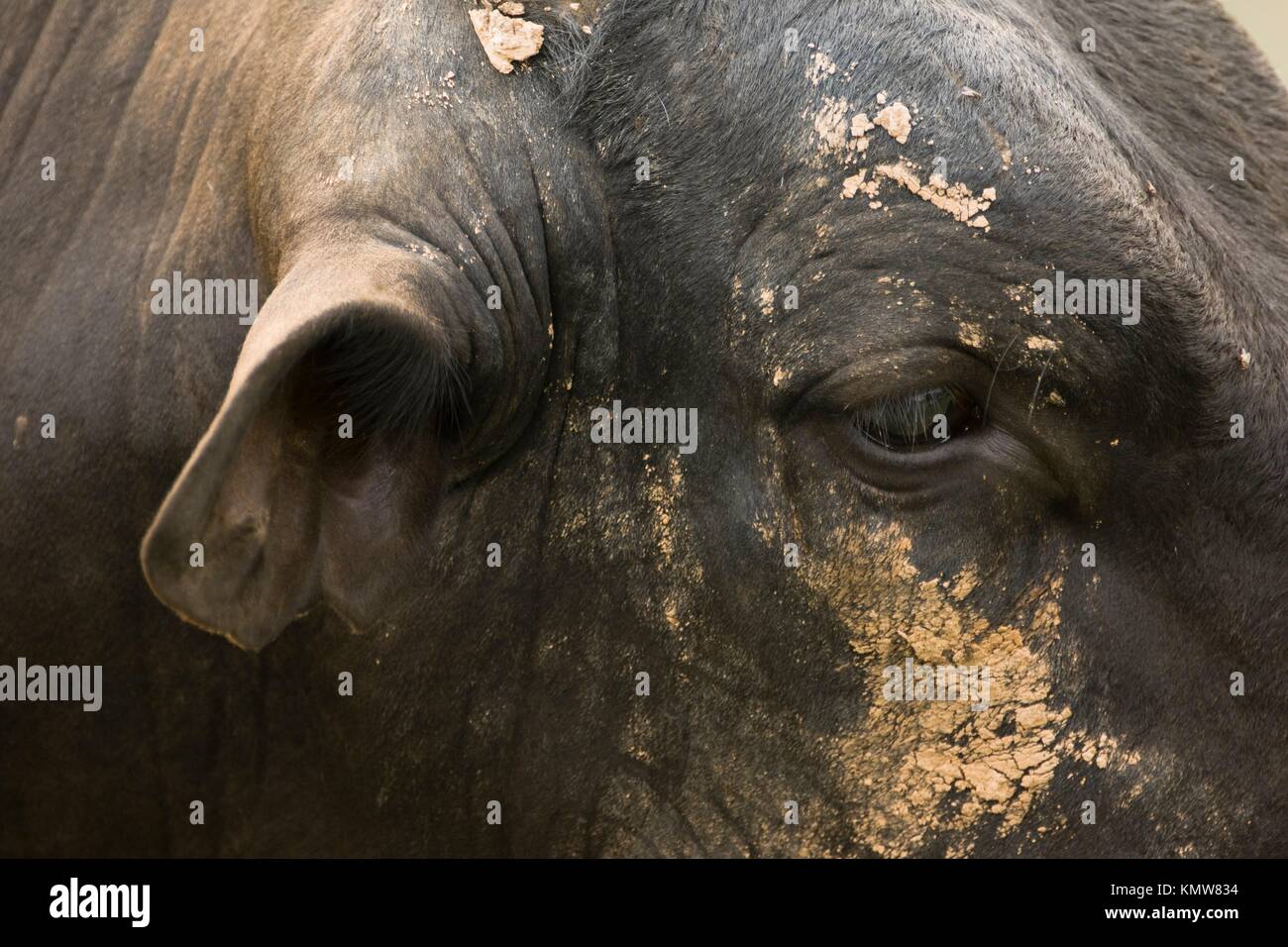 Wasserbüffel, Bubalus bubalis", Hornträger Familie, Artiodactyla Um, Pantanal, Mato Grosso, Brasilien Stockfoto