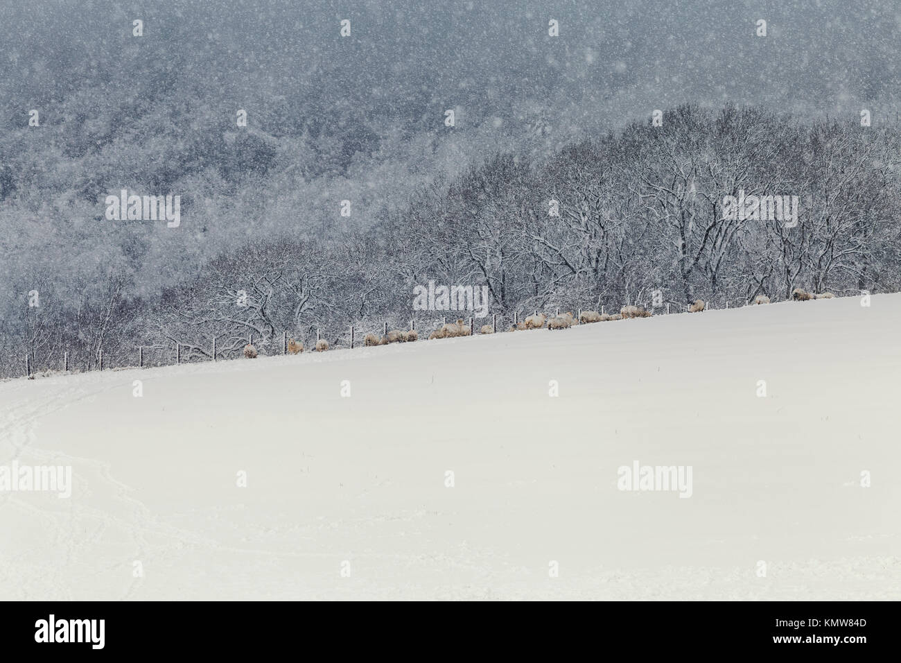 Malerische winter Felder mit Schnee Bäume in Herde Schafe im Hintergrund Stockfoto