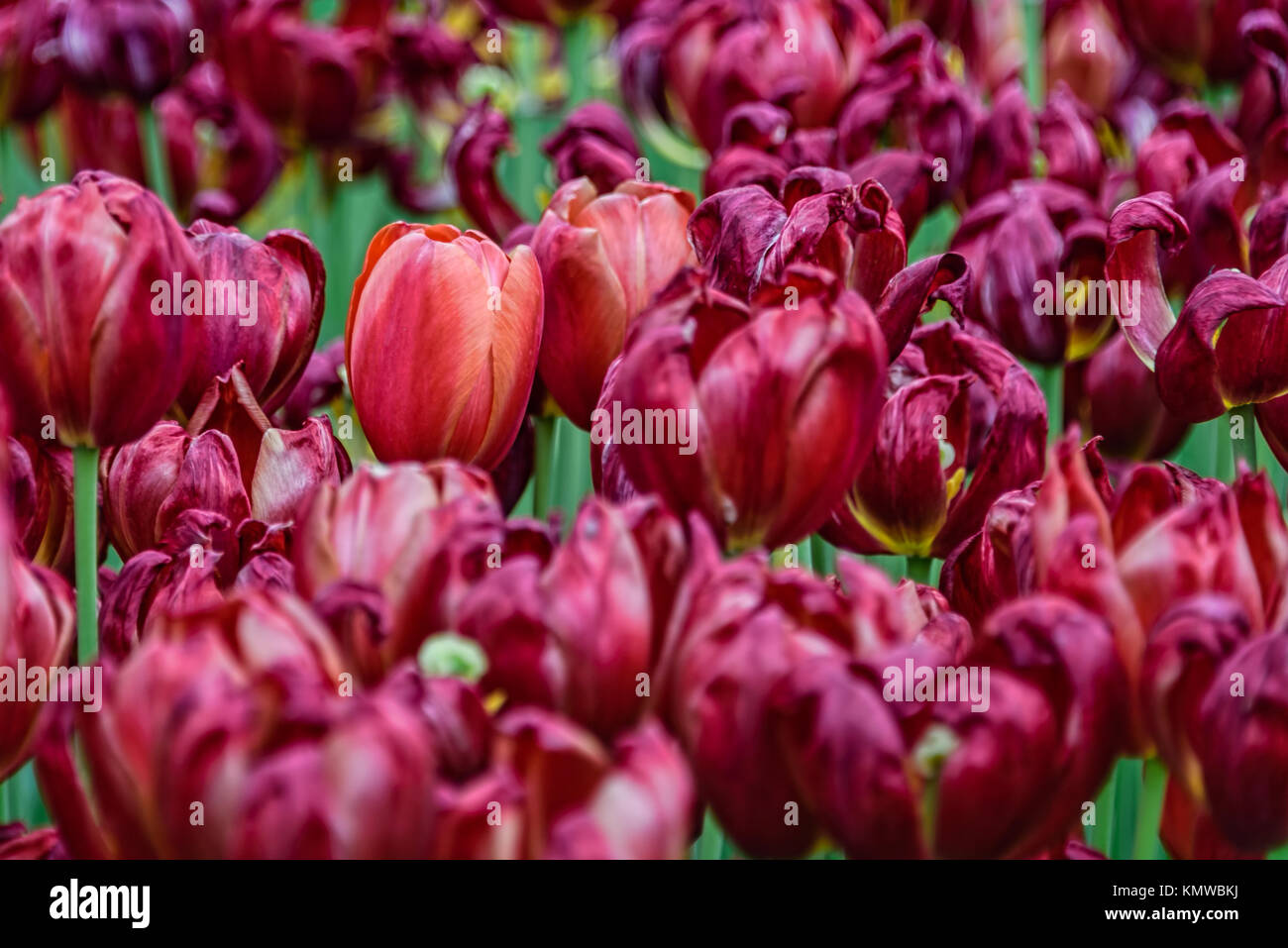 Dunkle rote Tulpen in Grün Stockfoto