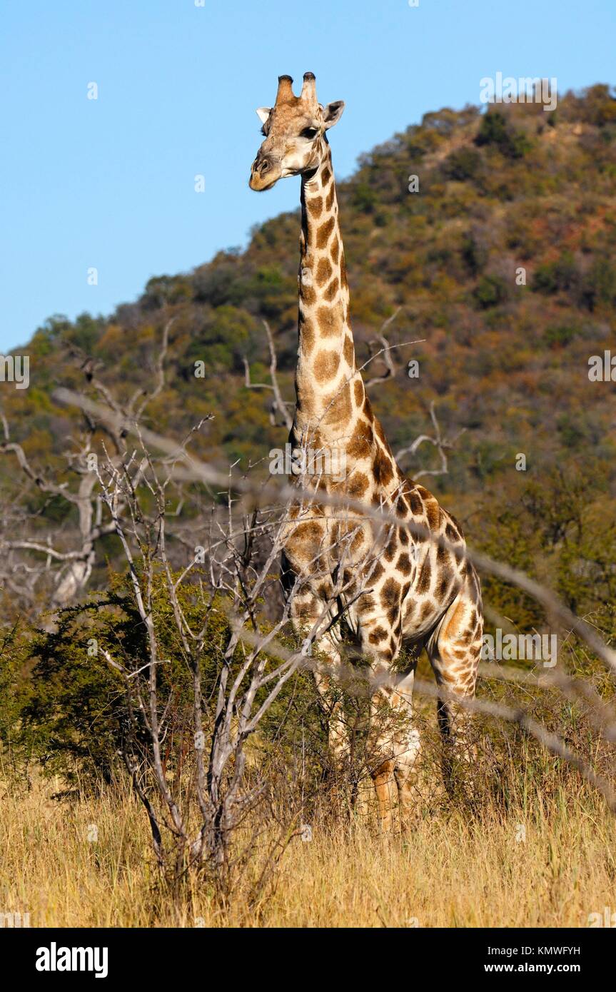 Giraffe Giraffe camelopardalis, Madykew Game Reserve, Südafrika Stockfoto