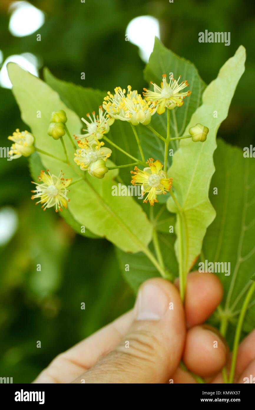 Linde Blätter Tilia cordata platiphyllos oder Stockfoto