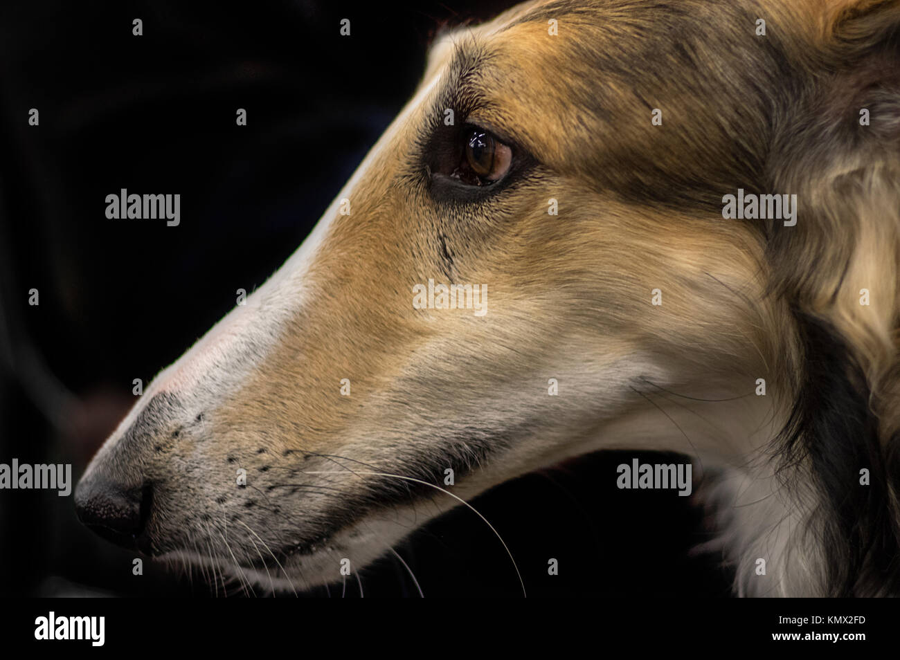 Barsoi Dreifarbige Windhunden zeigen Hund Profil Portrait mit schwarzem Hintergrund Stockfoto