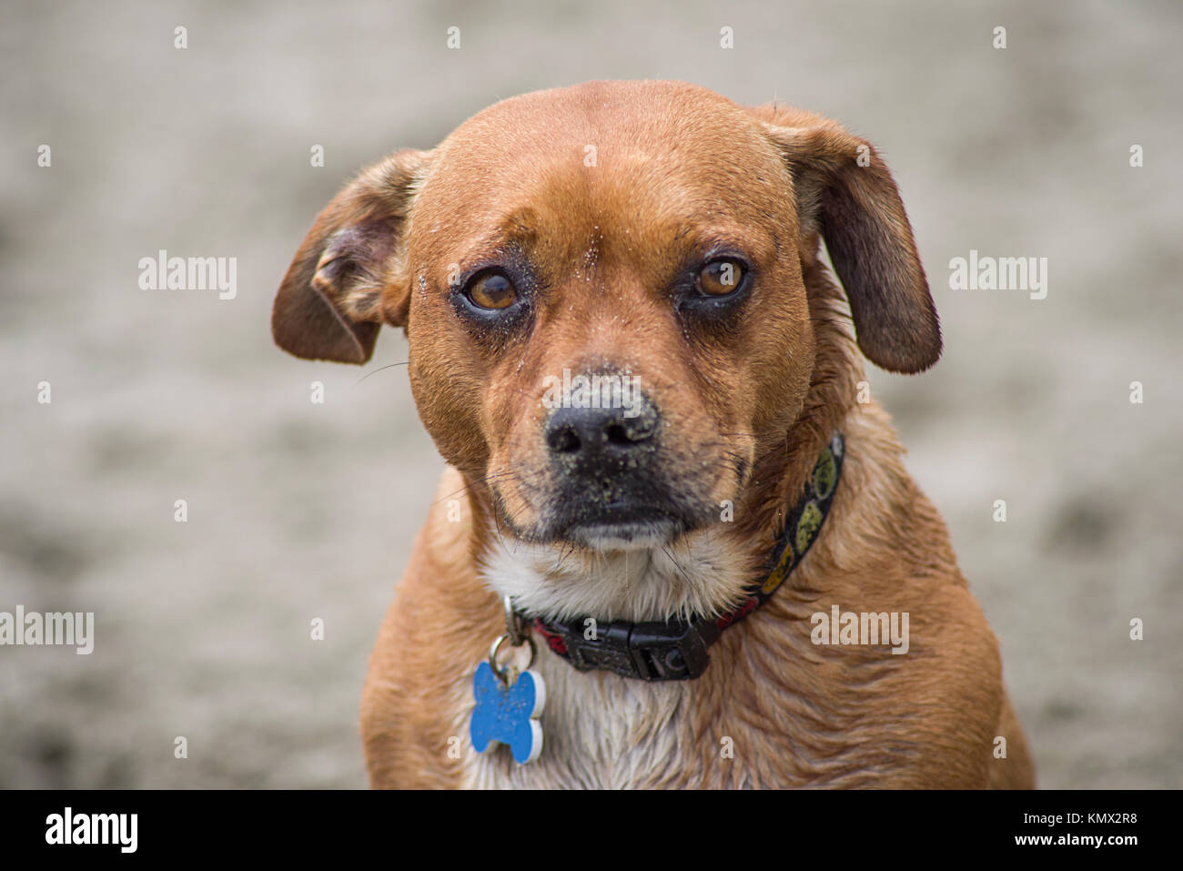 Traurig, sandigen Hund am Fort Funston Dog Park Beach in San Francisco mit einem verschwommenen Hintergrund Stockfoto