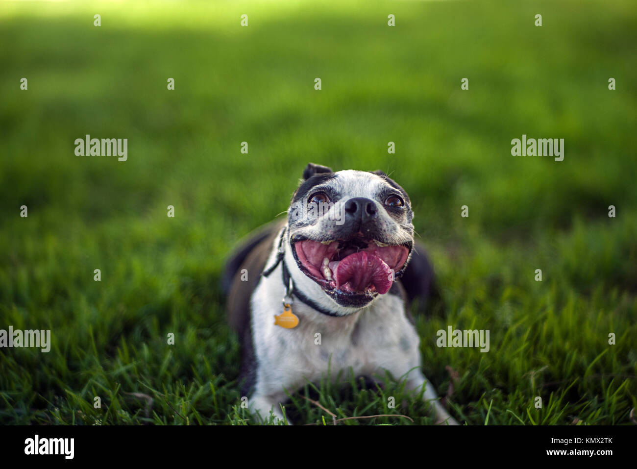 Lächelnd Französische Bulldogge liegen auf Gras spielen Fetch in einer Stadt Hund Park mit einem verschwommenen Hintergrund Stockfoto