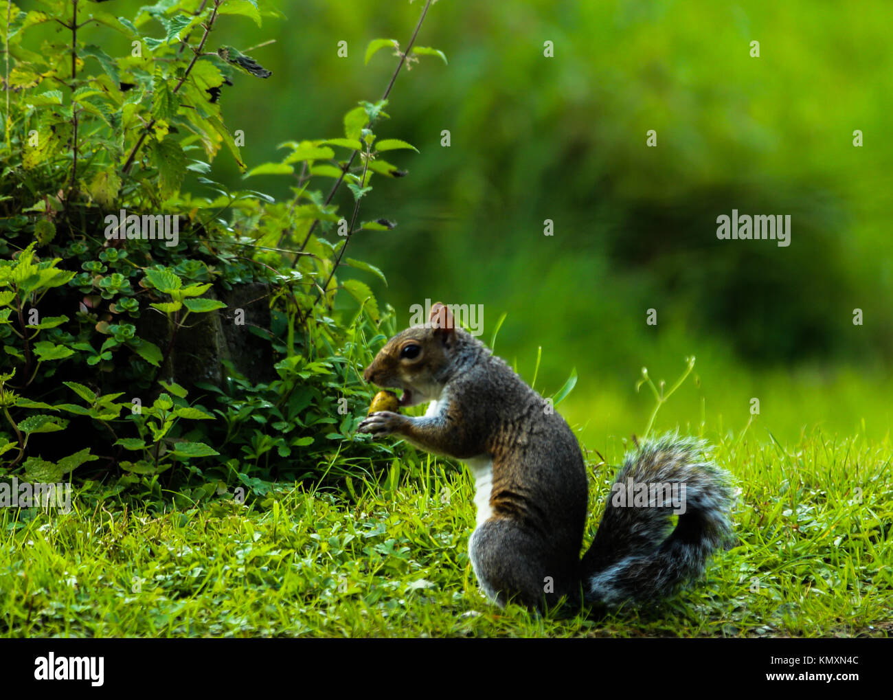 Graue Eichhörnchen essen eine Eichel Stockfoto