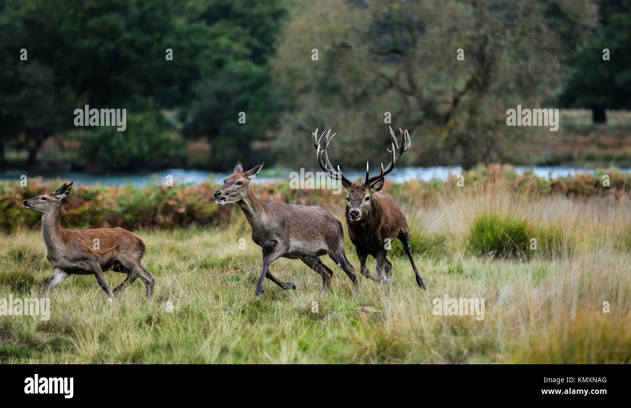 Die Jagd Stockfoto