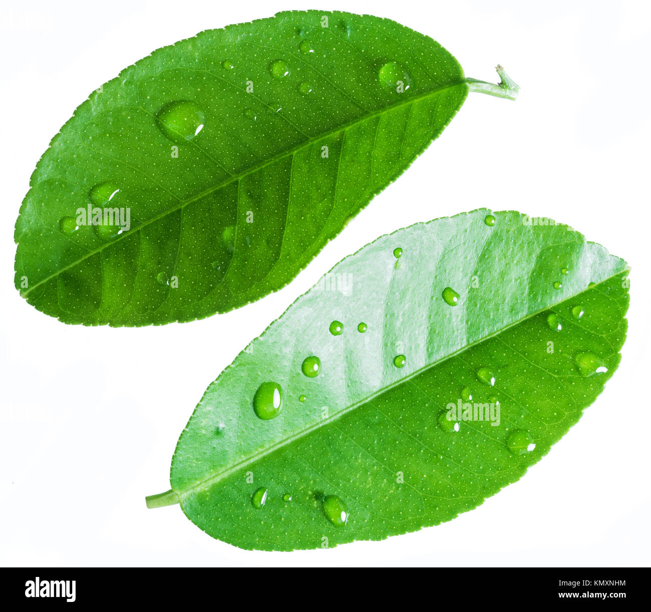 Citrus Blatt mit Wassertropfen auf dem weißen Hintergrund. Stockfoto