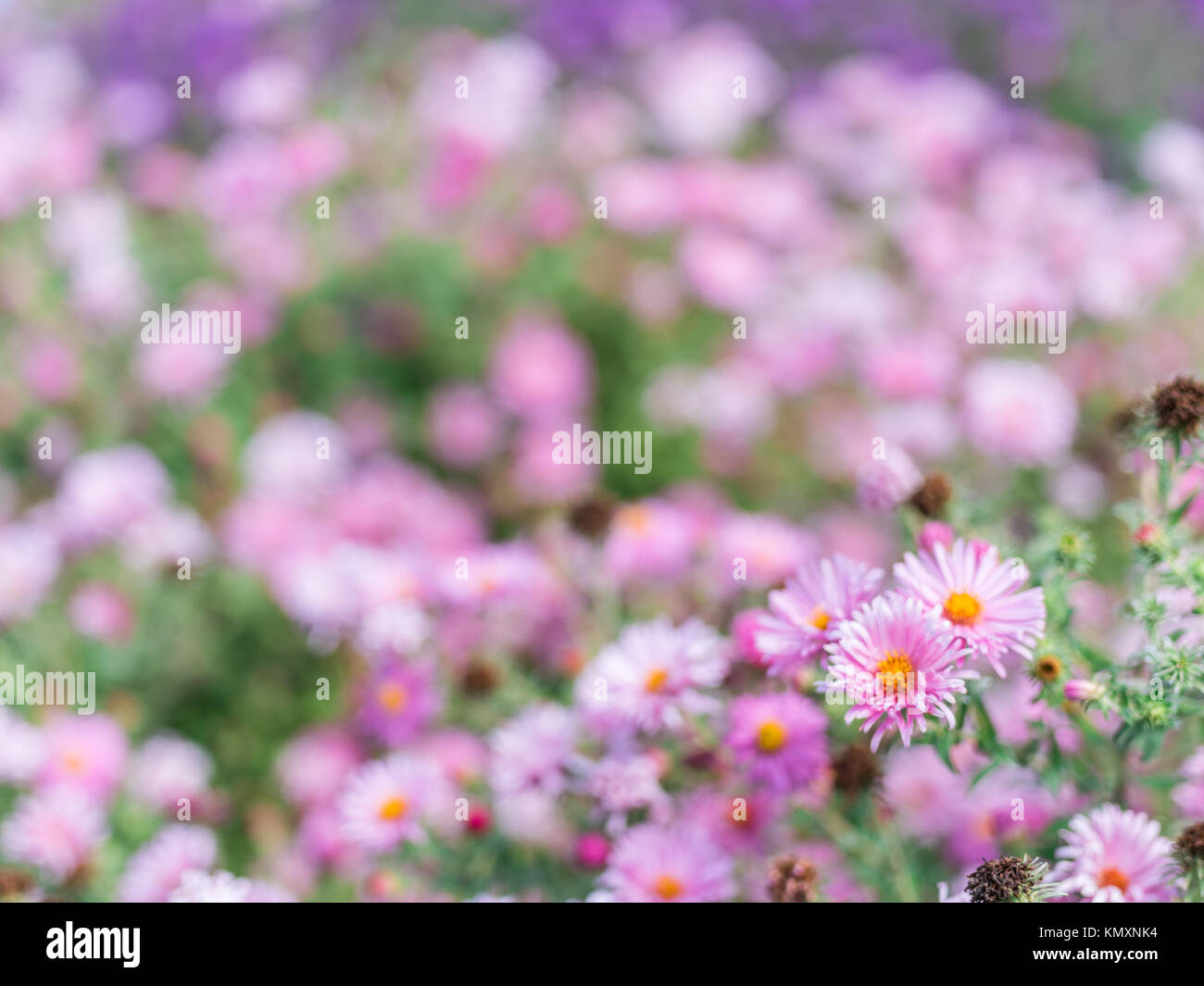 Kleine violette Astern im Garten. Fokus auf den Vordergrund. Stockfoto