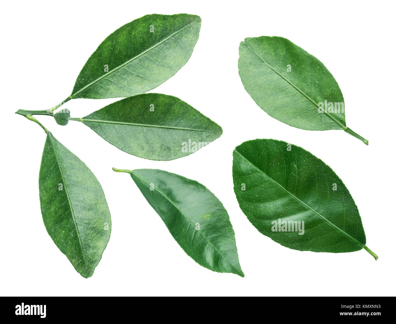 Sammlung von Zitrusfrüchten Blätter auf weißem Hintergrund. Stockfoto