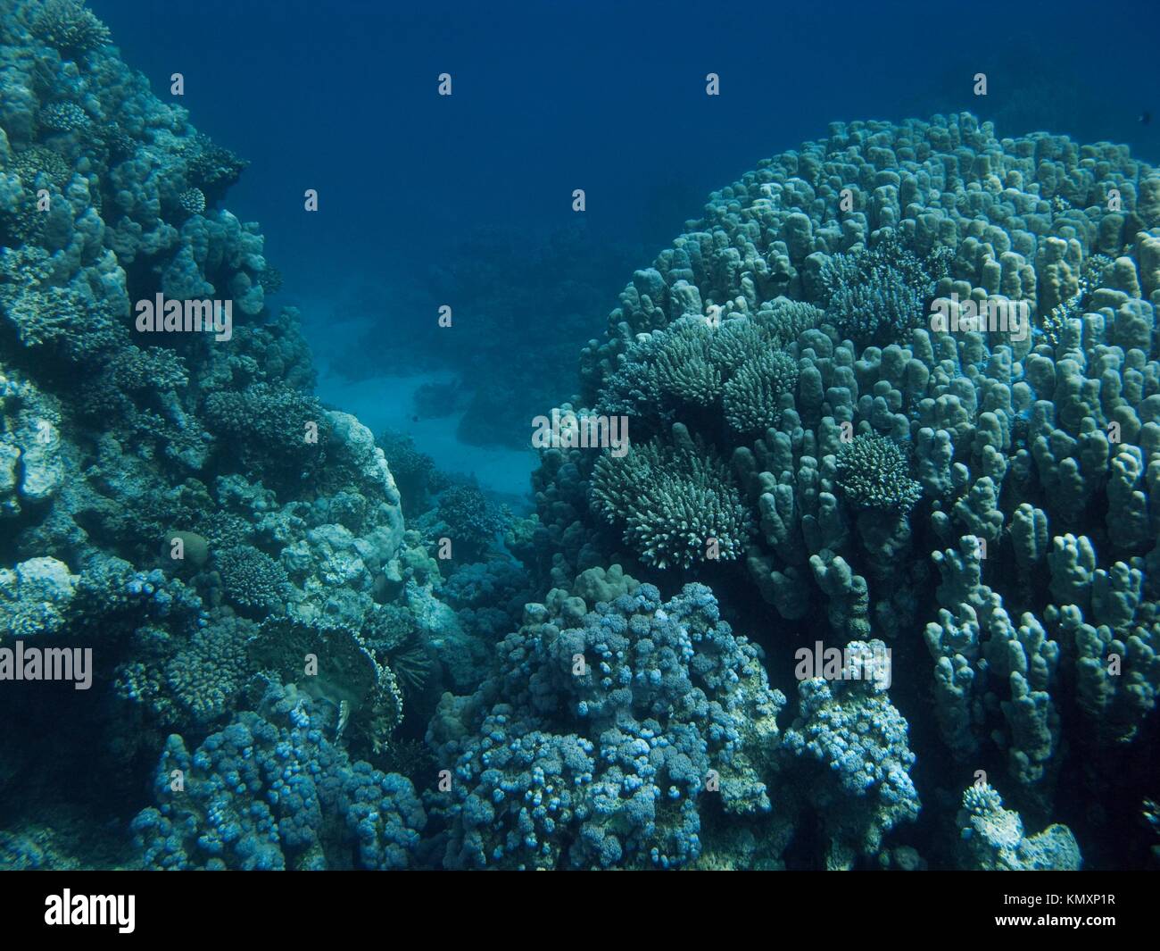 Coralreef im Roten Meer in der Nähe von Dahab, Ägypten V9 ZB 1026 Stockfoto