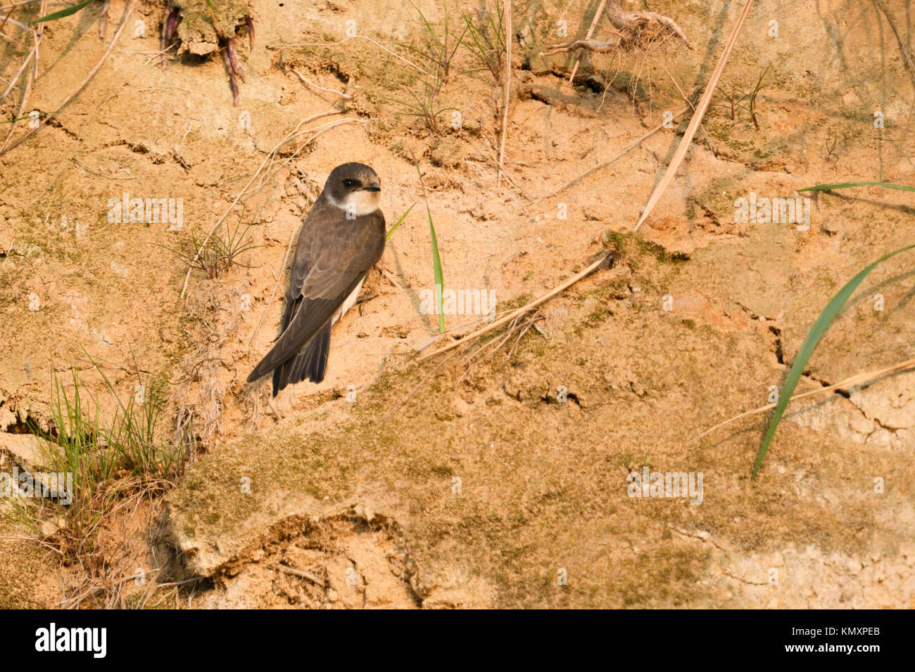 Sand Martin/Bank/Schlucken Schlucken (Riparia riparia) gerade in seiner Zucht Gebiet kamen, auf der Suche nach einer Stelle sein Nest Loch zu graben, die Tier- und Pflanzenwelt. Stockfoto