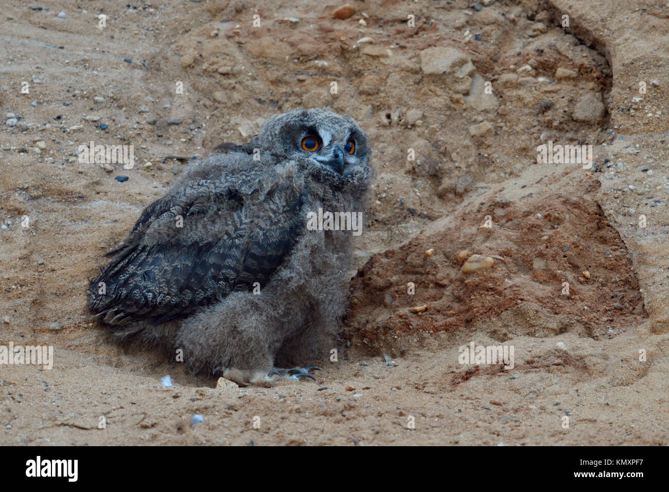 Uhu/Europäischer Uhu (Bubo bubo), junges Küken, Owlet in Sandkasten, Mauser Gefieder, Wildlife, Europa. Stockfoto