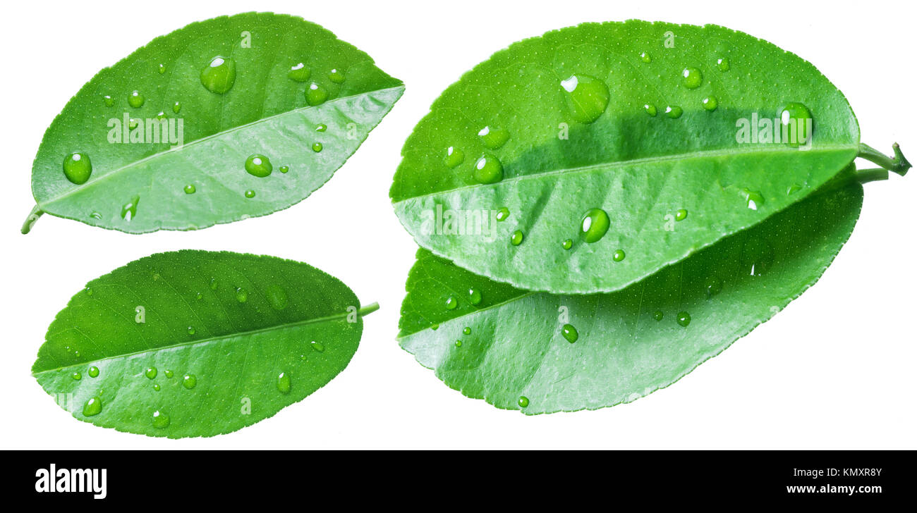 Citrus Blatt mit Wassertropfen auf dem weißen Hintergrund. Stockfoto