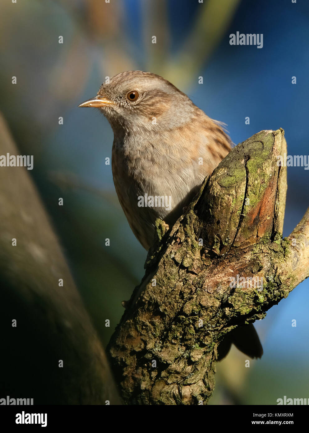 Dunnock in Ruhe in der Sonne in Lilac Tree. Stockfoto