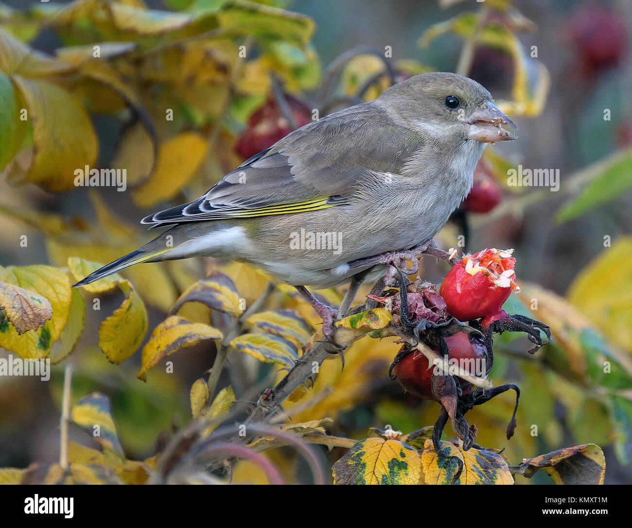 Grünfink Fütterung auf hagebutte Samen in den späten Herbst. Stockfoto