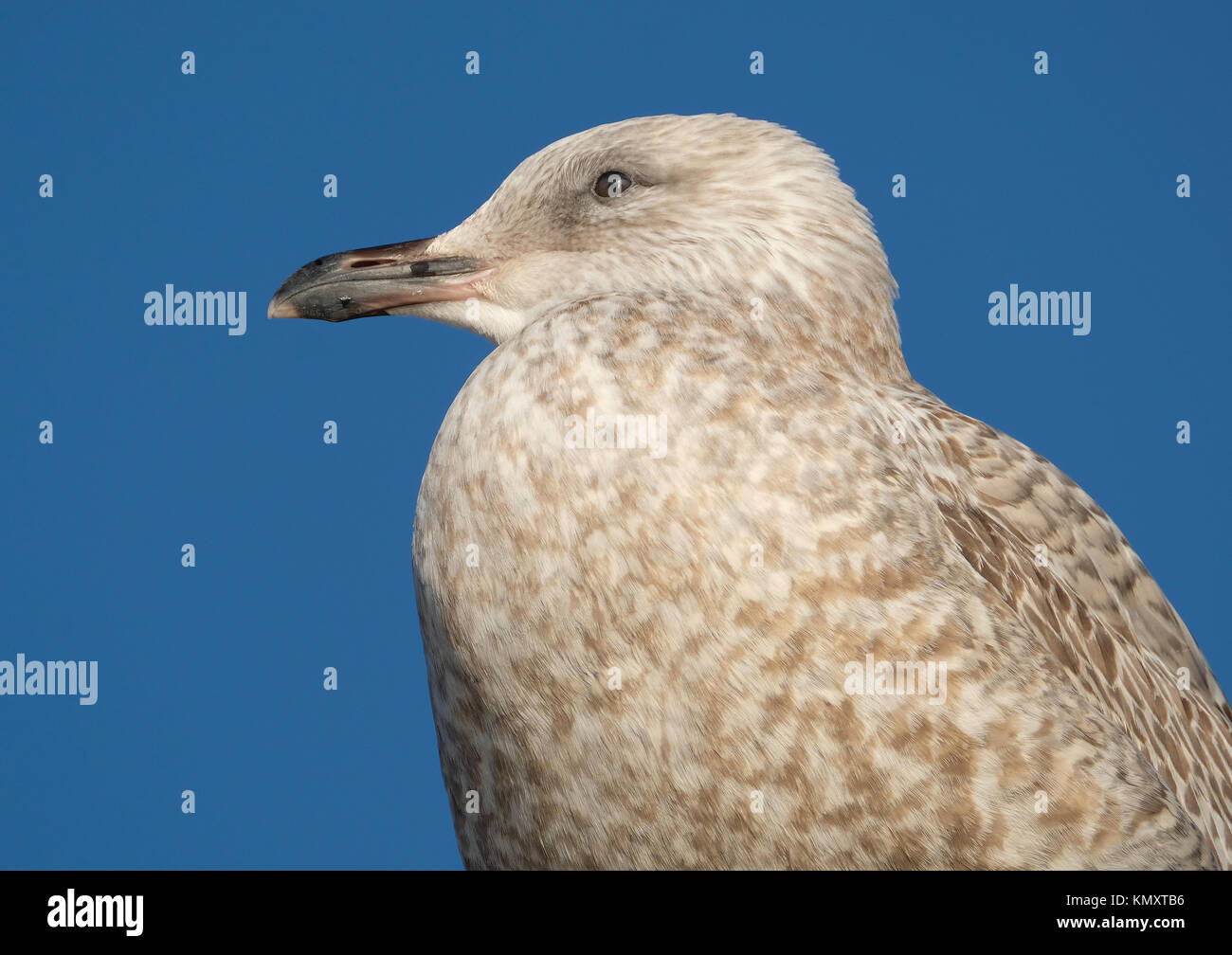 Junge Silbermöwe. Stockfoto