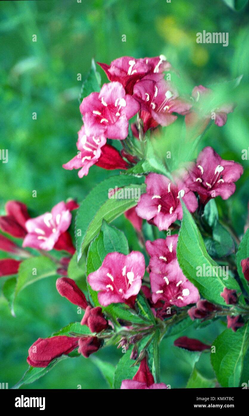 Weigela Florida oder Weigelia vistoria ist ein Strauch aus der Familie