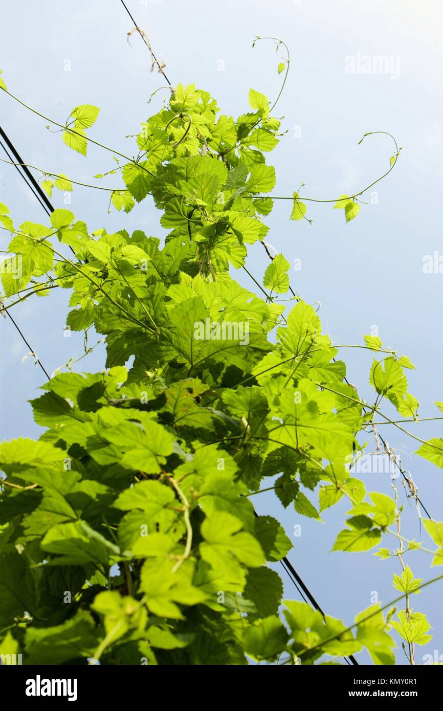 Hopfen Garten Tschechische Republci Stockfoto Bild 167779781