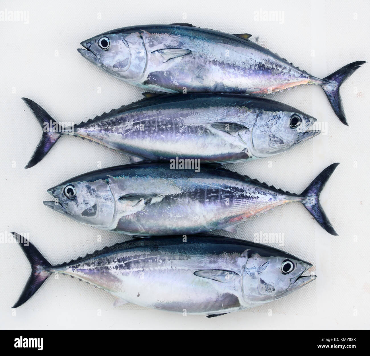 BLAUFLOSSEN THUNFISCH visual data 8