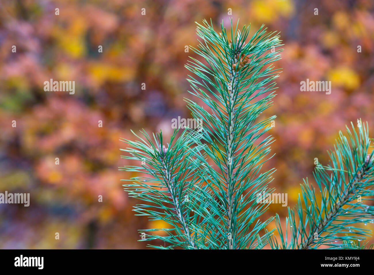 Ast vor einen orangen Hintergrund, Wald, Nahaufnahme, Lower Austria, Austria Stockfoto