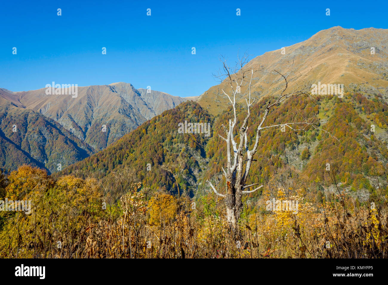 Wald im Herbst Farben, lagodechi National Park, Georgia Stockfoto