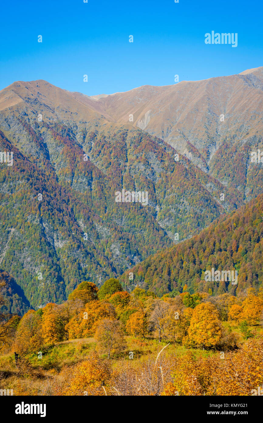 Wald im Herbst Farben, lagodechi National Park, Georgia Stockfoto