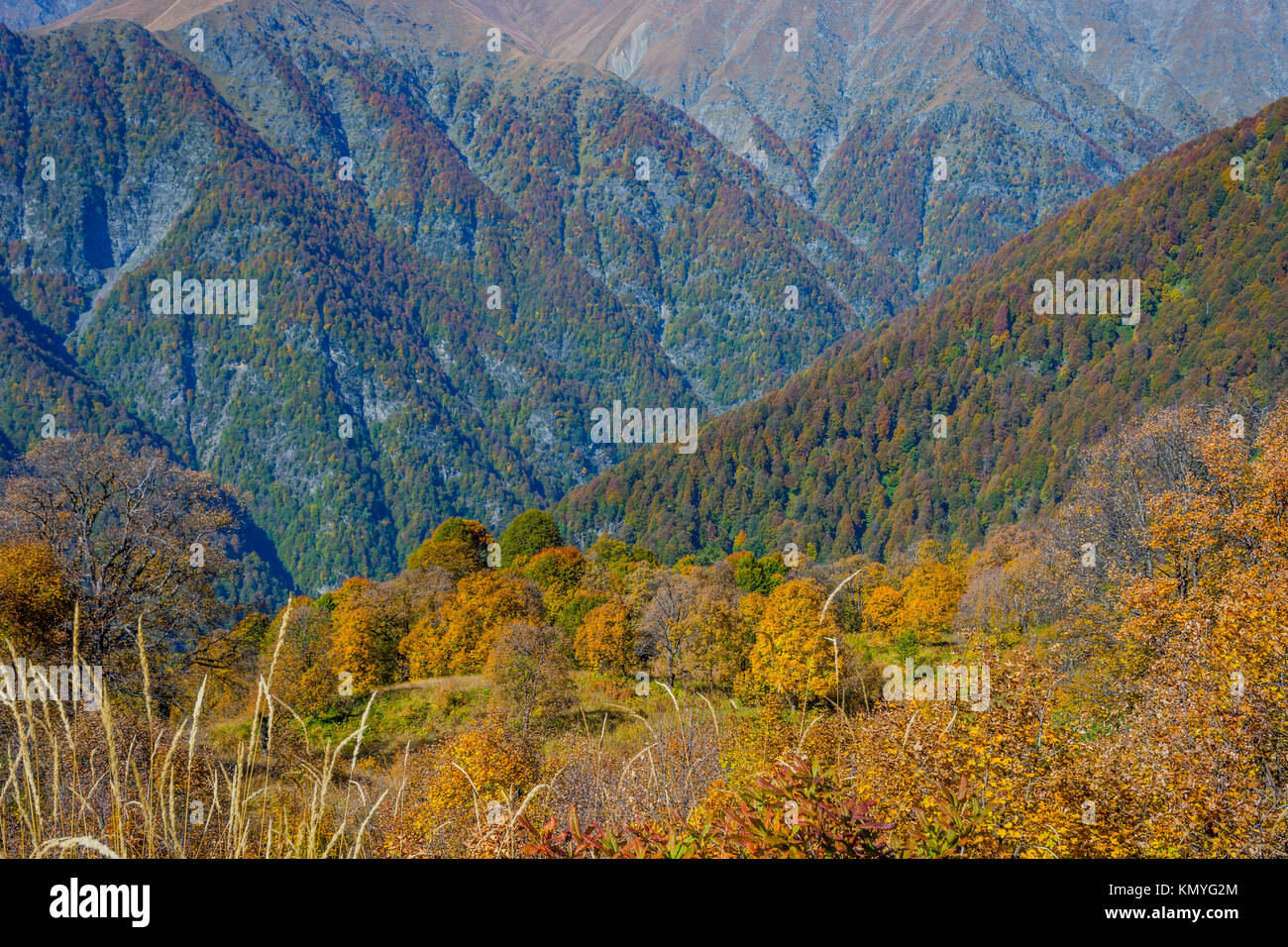 Wald im Herbst Farben, lagodechi National Park, Georgia Stockfoto