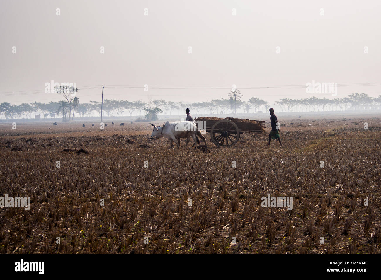 Bullock-Kartrennen in ländlichen Gegend in Jessore während der Wintersaison. Bangladesch. Stockfoto