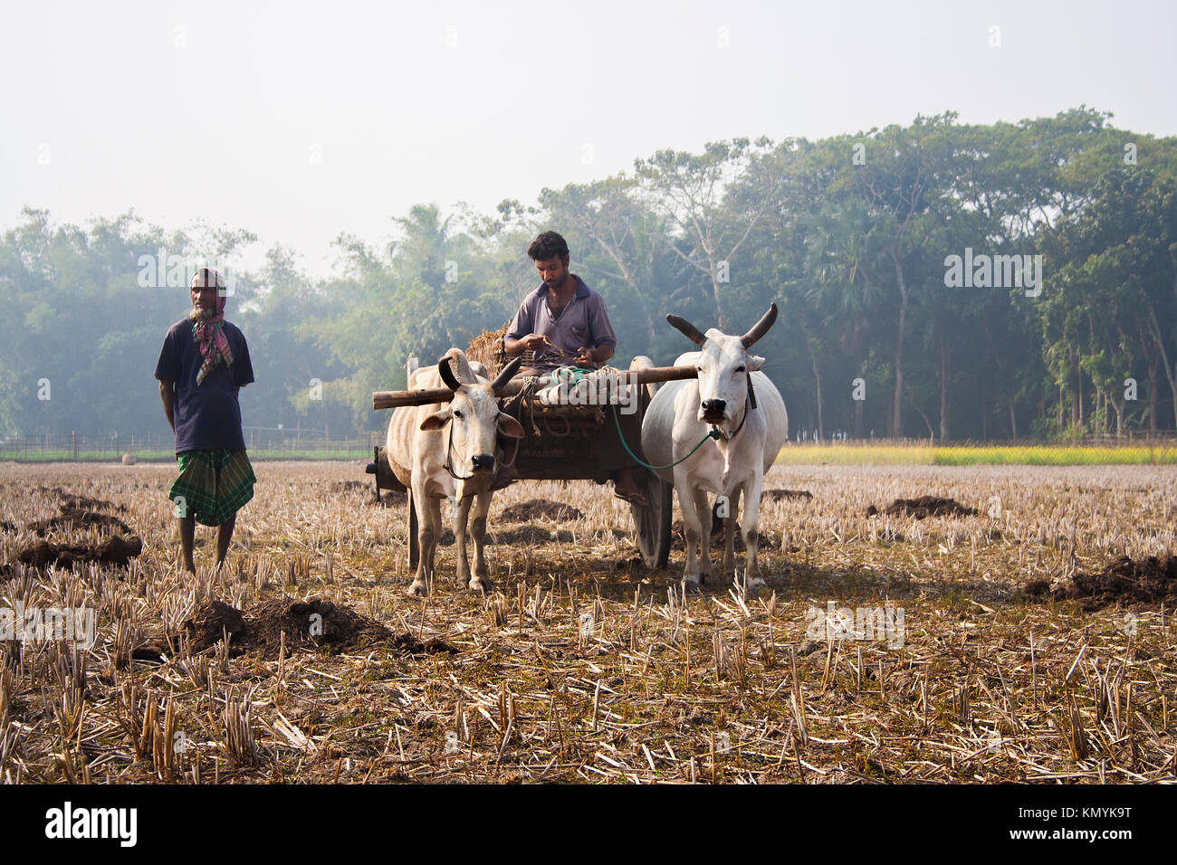Bullock-Kartrennen in ländlichen Gegend in Jessore während der Wintersaison. Bangladesch. Stockfoto