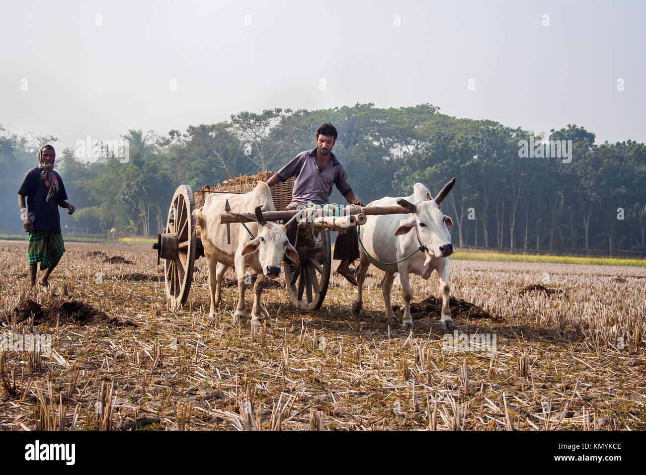 Bullock-Kartrennen in ländlichen Gegend in Jessore während der Wintersaison. Bangladesch. Stockfoto