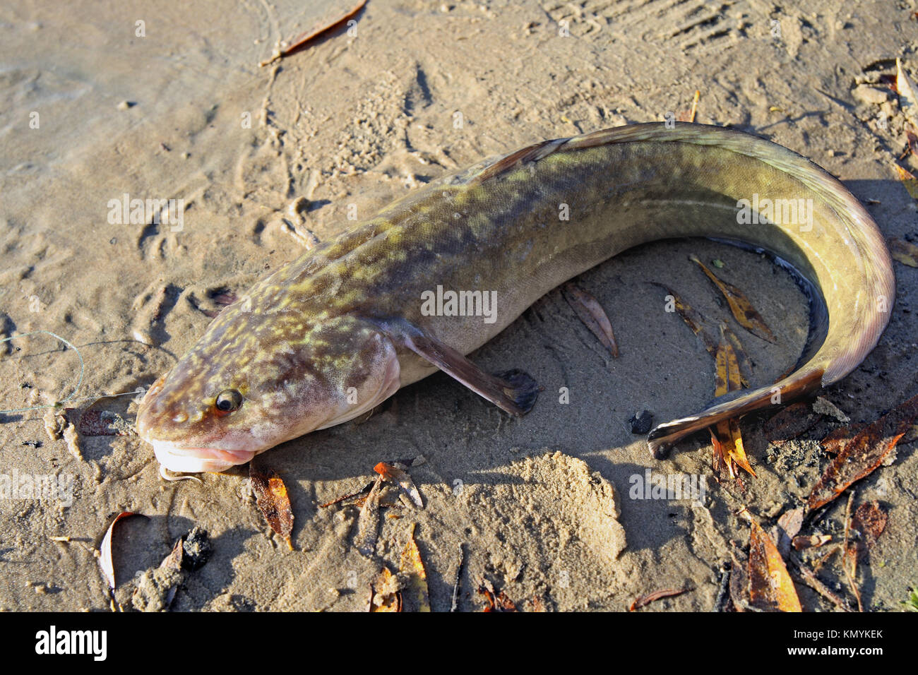 Norden Süßwasserfische der Familie von cod. In der Sibirischen Flüsse führte, wächst mit einem Gewicht bis 20 kg. Stockfoto