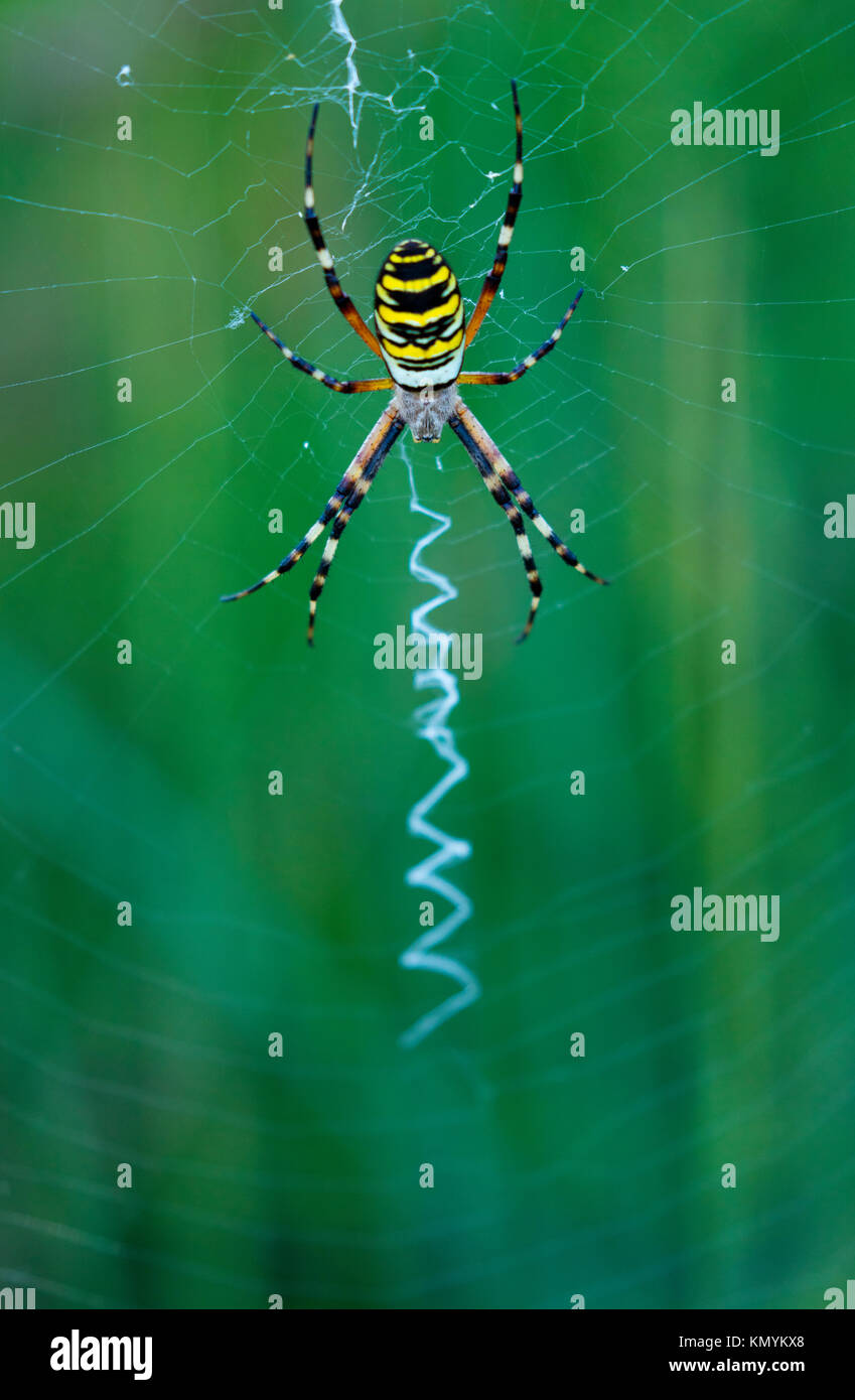 Wasp Spider-araña Tigre (Argiope Bruennichi) Stockfoto