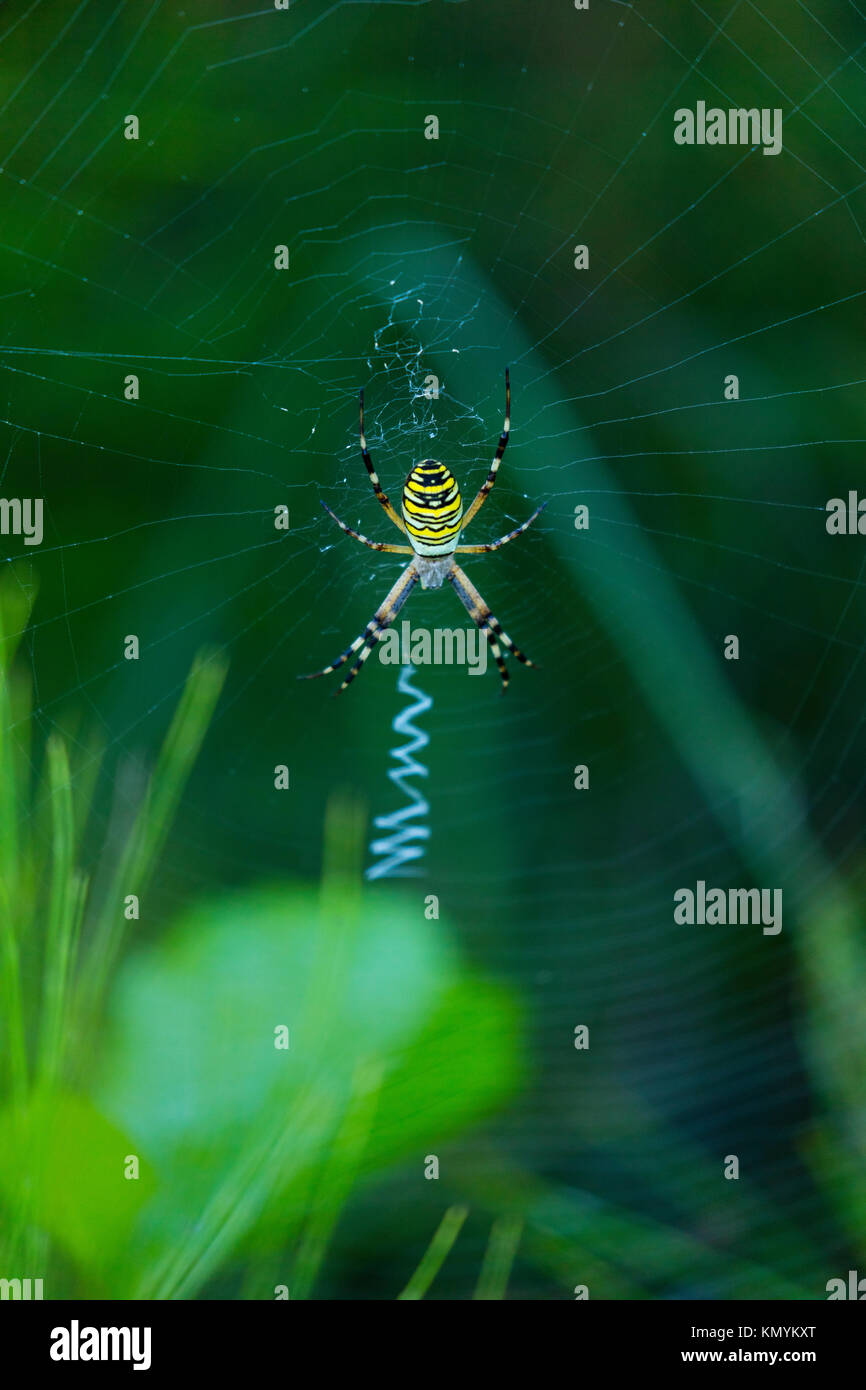 Wasp Spider-araña Tigre (Argiope Bruennichi) Stockfoto