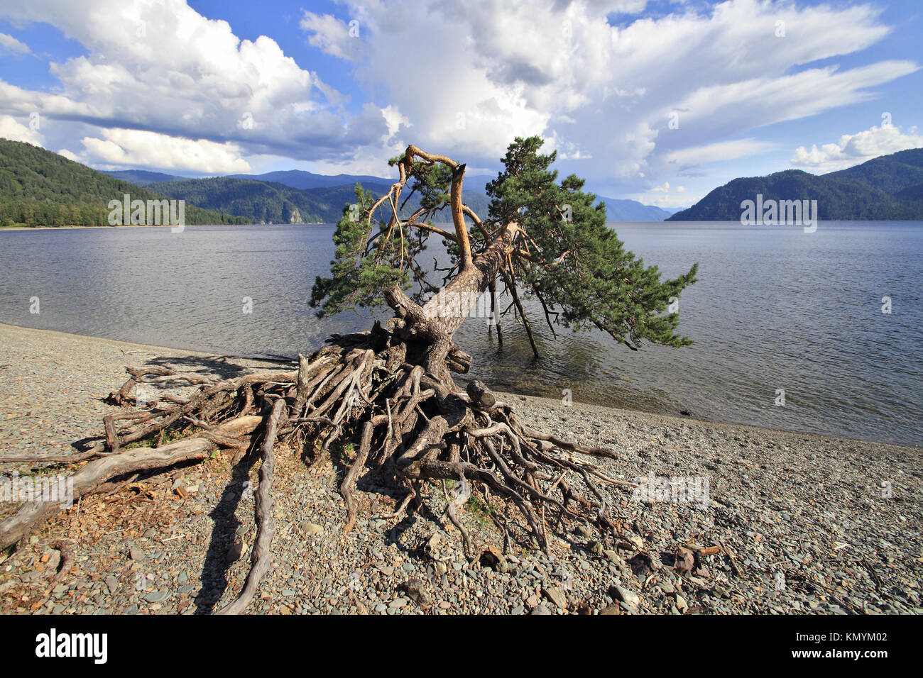 Die geneigte Kiefern auf See Teletskoe, Altai, Sibirien Stockfoto