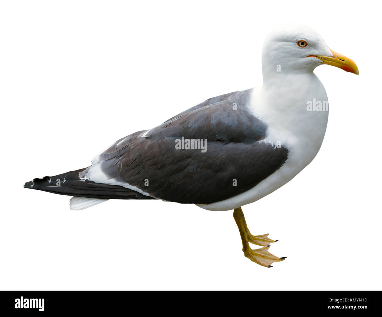 Seagull stehend von einer Seite auf einem isolierten weißen Hintergrund Stockfoto