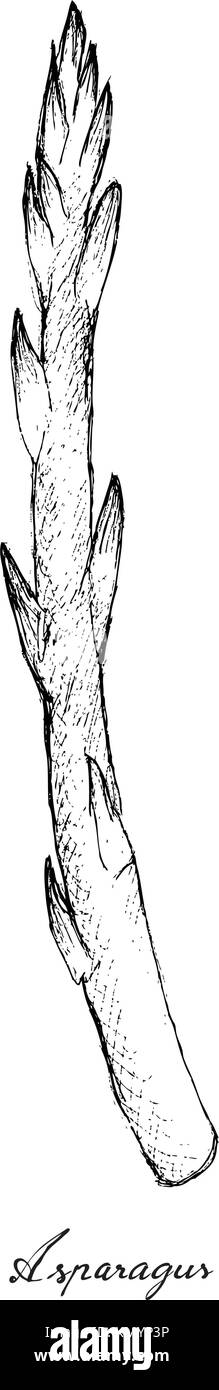Pflanzliche Stammzellen, Illustration von Hand gezeichnete Skizze köstlichen frischen grünen Spargel oder Asparagus officinalis auf weißem Hintergrund. Stock Vektor