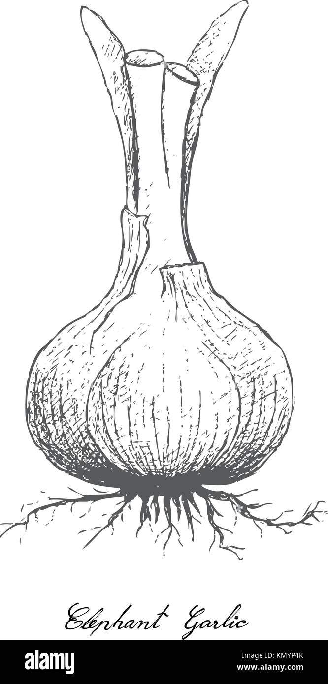 Lampe & Stammzellen Gemüse, Illustration von Hand gezeichnete Skizze Elefant Knoblauch oder Allium ampeloprasum Glühbirne auf weißem Hintergrund, zum Würzen verwendet Stock Vektor