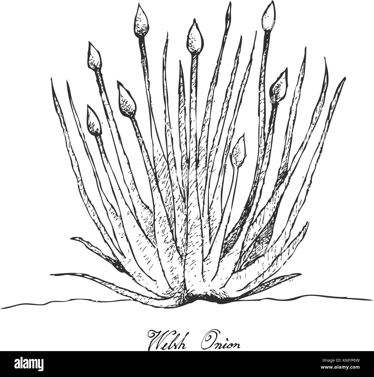 Glühlampe und Stammzellen Gemüse, Illustration Hand gezeichnete Skizze frische Waliser Zwiebel oder Allium fistulosum zum Würzen in der Küche. auf weißem Hintergrund. Stock Vektor
