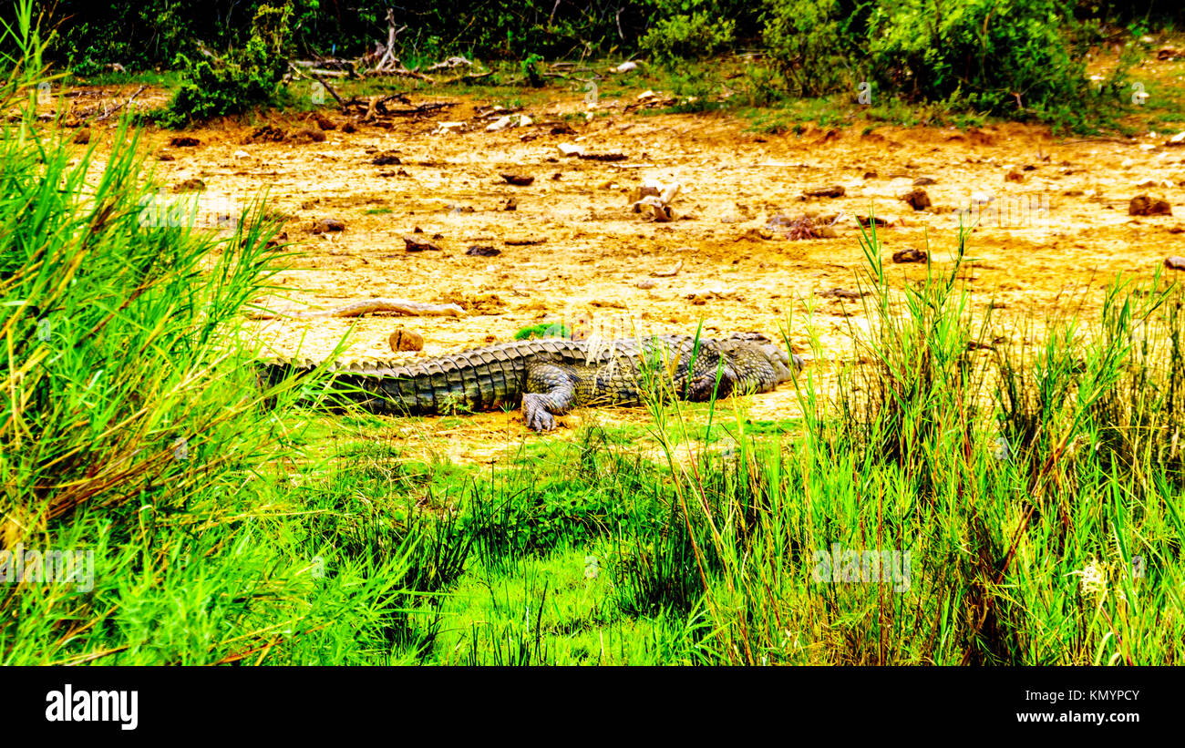 Großes Krokodil am Ufer des Olifants River im Kruger Nationalpark in der Nähe von Phalaborwa auf dem Limpopo Mpumalanga Provinz in Südafrika Stockfoto