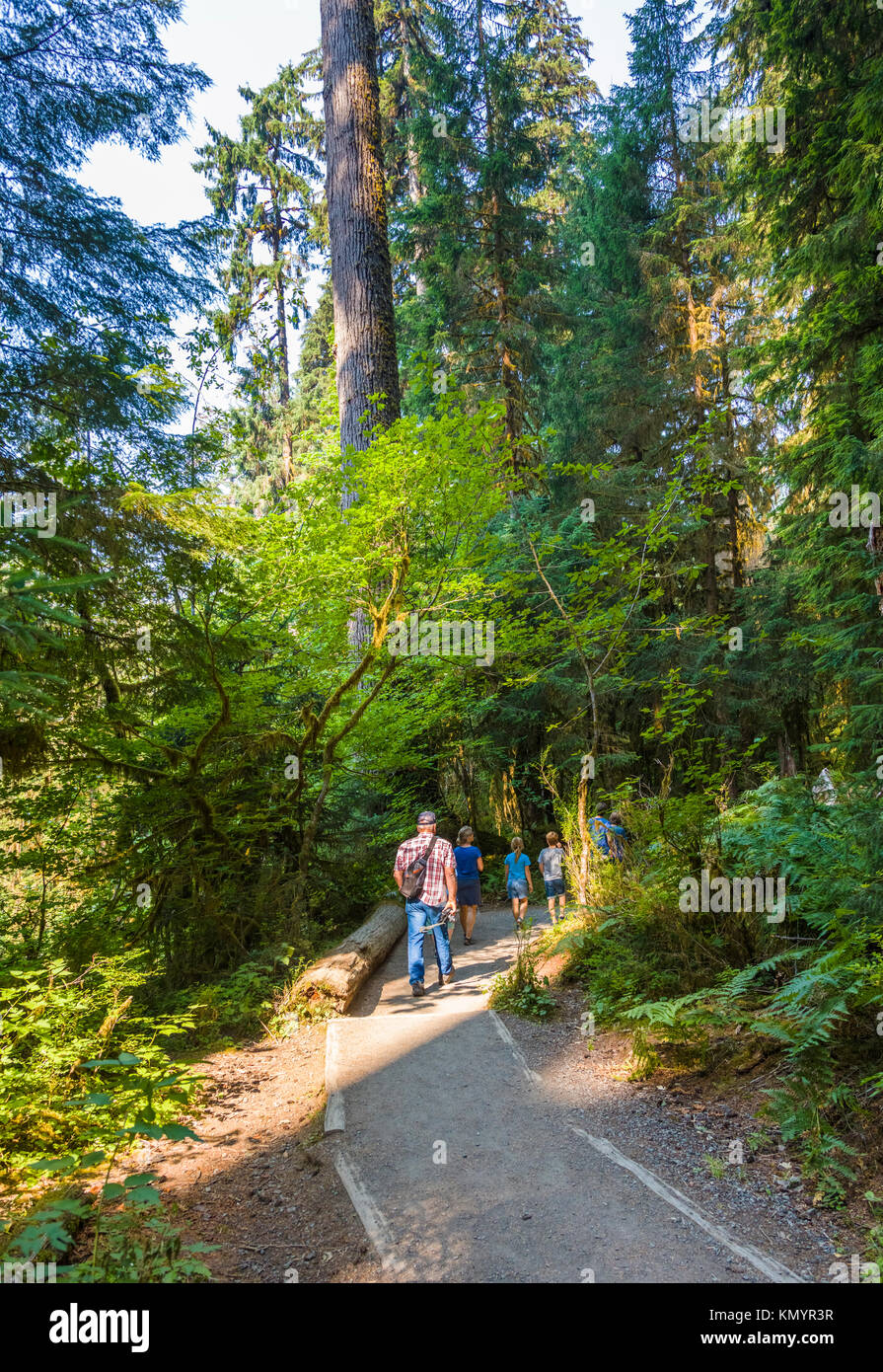 Hall der Moose Trail in den Hoh Regenwald iin Olypmic National Park im Staat Washington in den Vereinigten Staaten Stockfoto