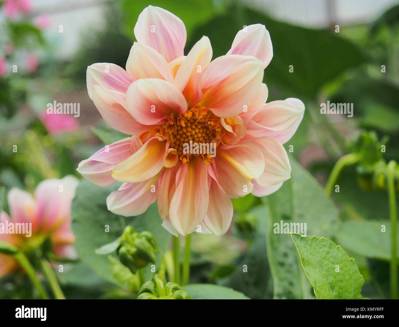 Voller Blüte Dahlie rosa. Garten Blume. Blumenzucht. Close-up. Stockfoto