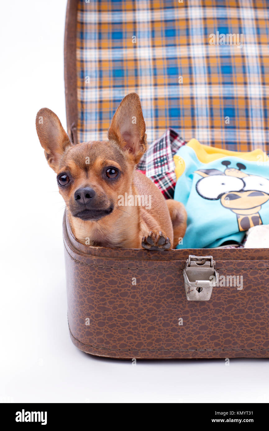 Russische toy Chihuahua im Reisekoffer. Stockfoto