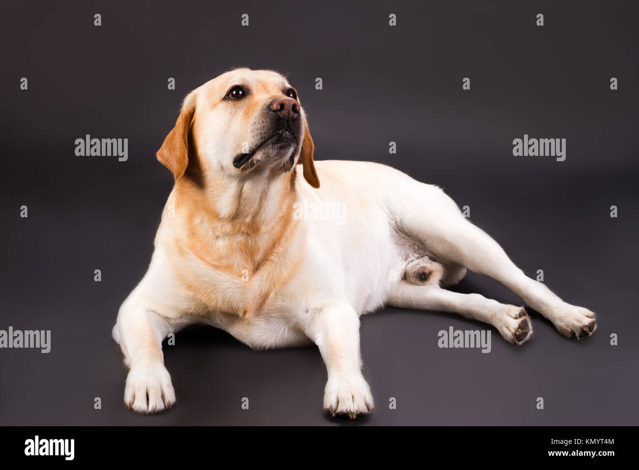 Blonder labrador -Fotos und -Bildmaterial in hoher Auflösung – Alamy
