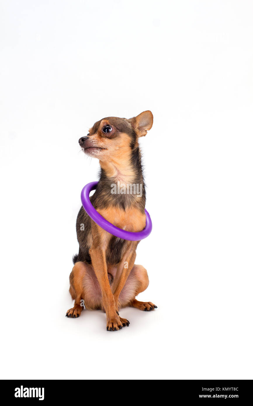 Kleine Hund mit hoola Hoop am Hals. Stockfoto