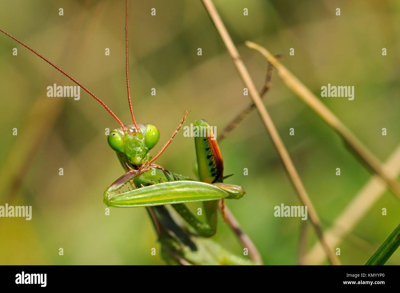 Europäische Gottesanbeterin oder Gottesanbeterin Mantis religiosa, Elsass, Frankreich Stockfoto